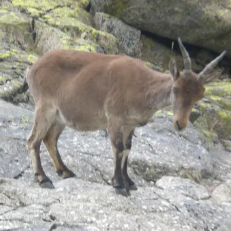 La Curva Barajas de Gredos
